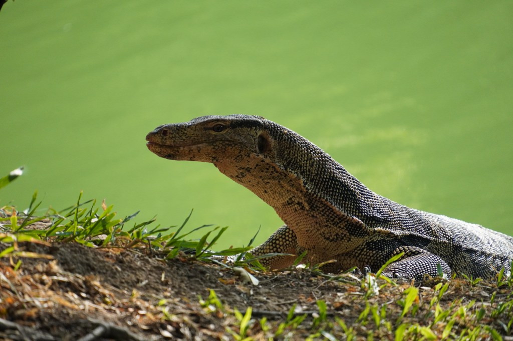 Megazordi a gigazordi